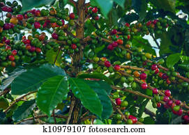 לבשול, קפה, עינבים