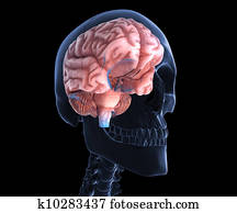 מוח אנושי, רנטגן