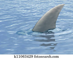 סנפיר של כריש