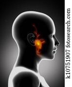 פארוטיד, בלוטה, עם, פרצופי, עצבים