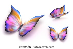 צבעוני, פרפר, מעל, לבן