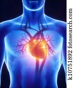 רנטגן, מערכת קרדיוווסקולארית