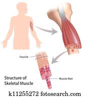 של השלד, שריר, structure,, eps10