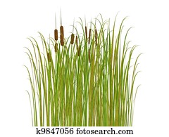 突進, 以及, 草, 被隔离, 在懷特上, 背景