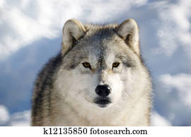狼 Canus Lupus 唇をなめる 画像 76 狼 Canus Lupus 唇をなめる ストックフォト Fotosearch