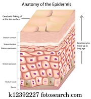 3d, koerperbau, von, dass, epidermis 3d, koerperbau, von, dass, epidermis