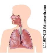 a, sistema respiratório