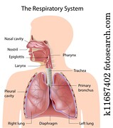 a, sistema respiratório, etiquetado