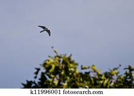 American Kestrel Flying Among the Trees