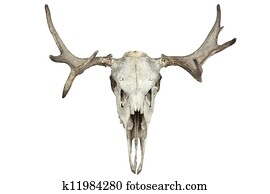 animal skull