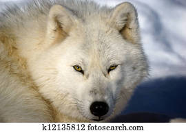 狼 Canus Lupus 唇をなめる 画像 76 狼 Canus Lupus 唇をなめる ストックフォト Fotosearch