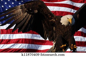 Bald Eagle American flag Bald Eagle American flag
