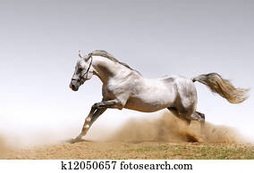 Beautiful Horses Beautiful Horses