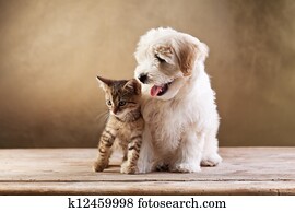 Best friends - kitten and small fluffy dog Best friends - kitten and small fluffy dog