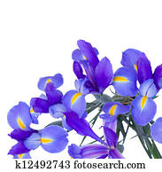 blooming irises flowers