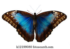 Blue Butterfly Blue Butterfly