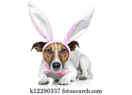 bunny dog easter bunny dog easter