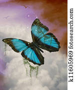 butterfly butterfly
