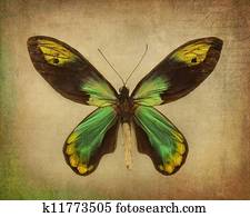 Butterfly Butterfly