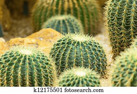Cactus Cactus