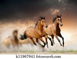 cavalos, em, pôr do sol