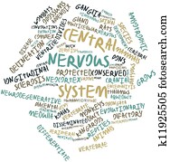 Central nervous system Central nervous system
