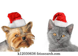 chrismas dog and cat