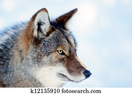 Coyote Coyote