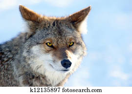 Coyote Coyote