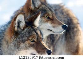 Coyote Coyote