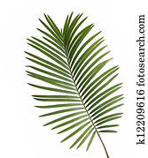 Cycad leaf