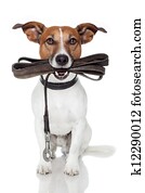 cão, com, couro, correia