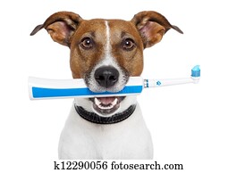 cão, com, toothbrush elétrico