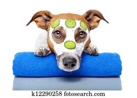 cão, com, um, máscara beleza