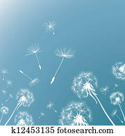 dandelions dandelions