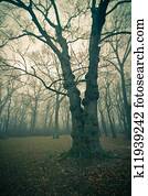 Dark Forest Dark Forest