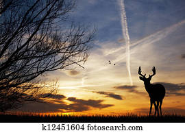 Deer silhouette Deer silhouette