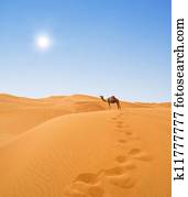 desert and camel desert and camel