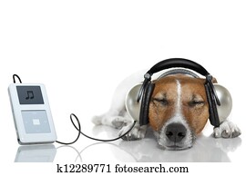 Dog listen to music with a music player Dog listen to music with a music player