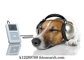 Dog listen to music with a music player Dog listen to music with a music player