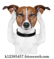 dog meditation