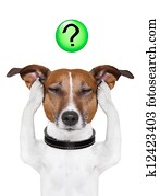 dog question mark dog question mark