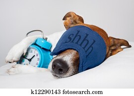 Dog sleeping with alarm clock and sleeping mask