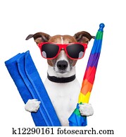 dog summer holidays 