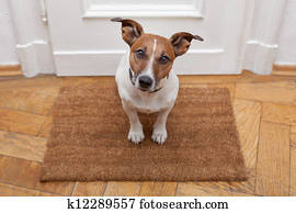 dog welcome home dog welcome home