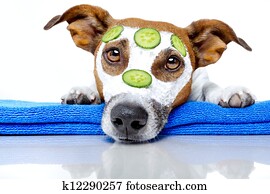 dog with a beauty mask dog with a beauty mask