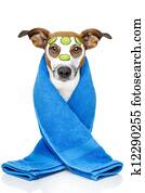 dog with a beauty mask dog with a beauty mask