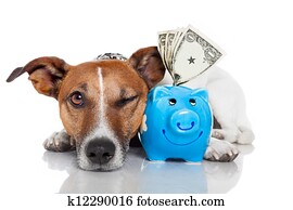 dog with piggy bank dog with piggy bank