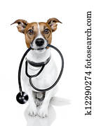 doutor médico, cão