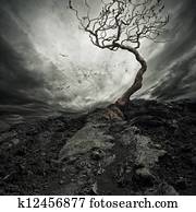 Dramatic sky over old lonely tree.